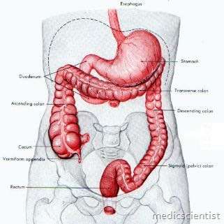 Inflammatory Bowel Diseases(IBD)