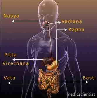 Pitta and Kapha in Ayurveda