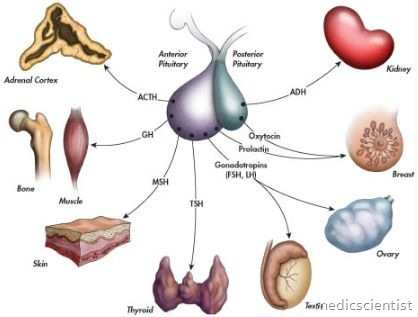 Disorders of Anterior Pituitary