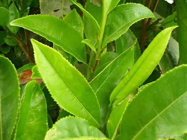 clip_image003