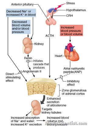 Aldosteronism 1