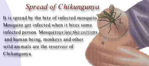 Chikungunyarre