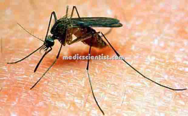 Culex mosquito2