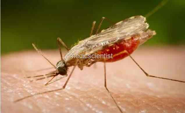 Malaria 22