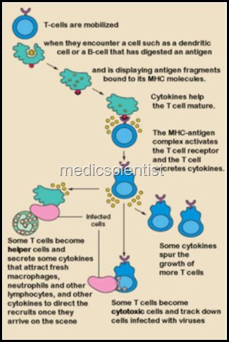 B cell chronic lymphoid leukemia