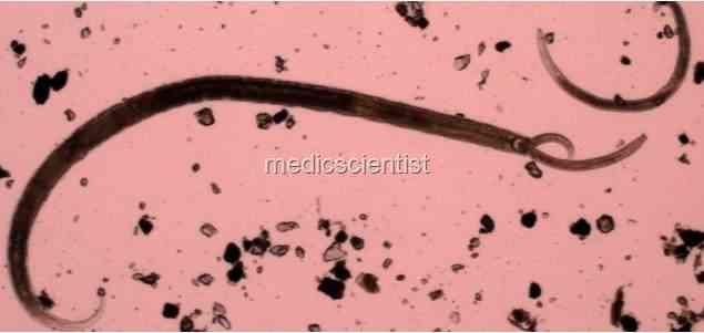 NEMATODES (Round Worms) df