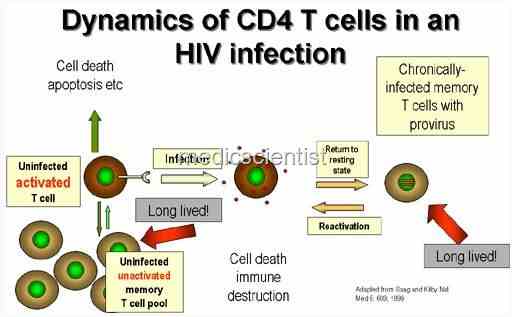 The virus remains latent in CD4 cellshy