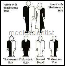 pattern of thalsemia syndromes
