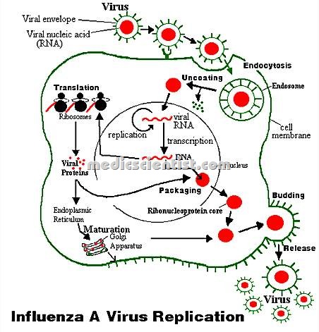 Influenza A & B re