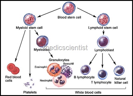 Acute & Chronic Myeloid Leukemias 3