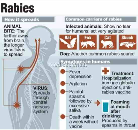 Rabies fg