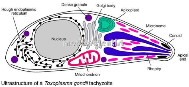 Toxoplasma gondii 2
