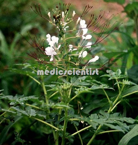 Ajagandha  Cleome gynandra strong smelling Ayurvedic medicine 2