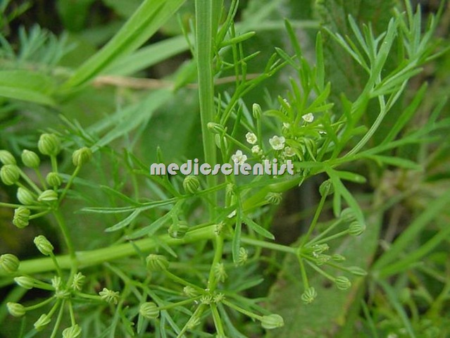 Ajamoda Apium leptophyllum consists of dried, aromatic fruits Ayurvedic 3
