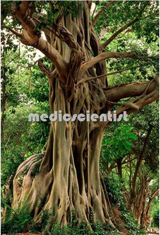 Ficus religiosa Pipal tree Ayurvedic Medicine 2