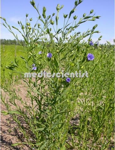 Flax Alsi Atasi Flax fibers Linseed oil Linum usitatissimum Ayurvedic Medicine 2