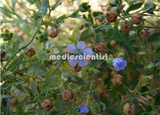 Flax Alsi Atasi Flax fibers Linseed oil Linum usitatissimum Ayurvedic Medicine  5