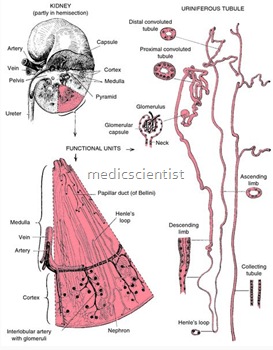 Tubular Diseases of the Kidney1
